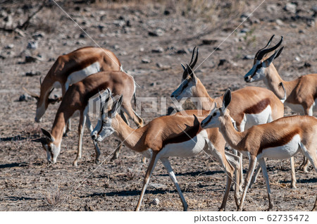 Impalas in Etosha National Park 62735472