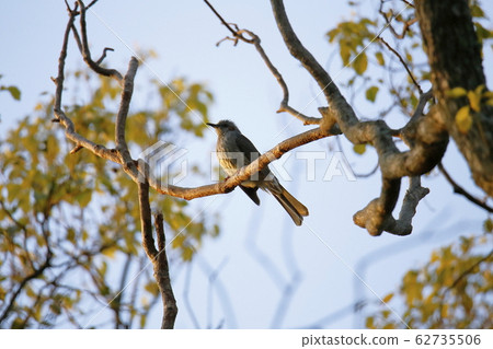 Arao City Yotsuyama Shrine Bulbul, Arao City Yotsuyama Shrine Bulbul, 62735506