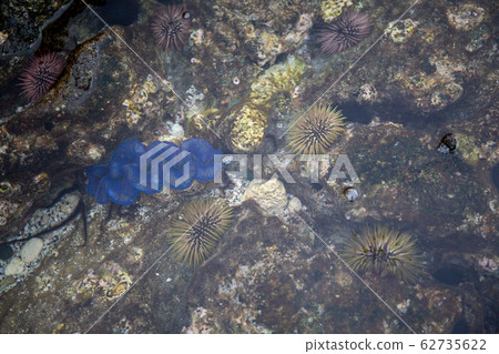 潮池巨蛤海膽小gas原 62735622