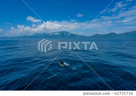 Killer whale swimming in the sea of Rausu, Hokkaido 62735719