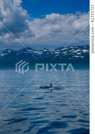 虎鯨游泳在北海道Rausu海 虎鯨游泳在北海道Rausu海 62735721