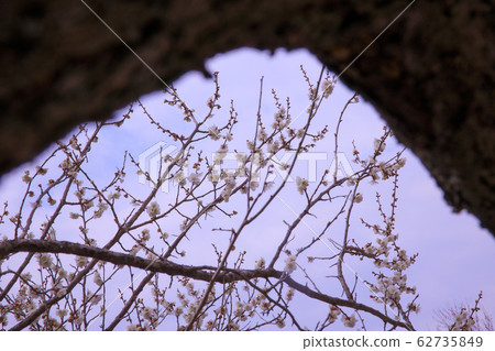 Tsukuba Mountain Plum Festival 2020 Tsukuba Mountain Plum Festival 2020 62735849