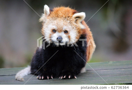 小熊貓 小熊貓 62736364