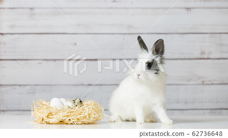 Close-up of cute white bunny is sitting near straw 62736648