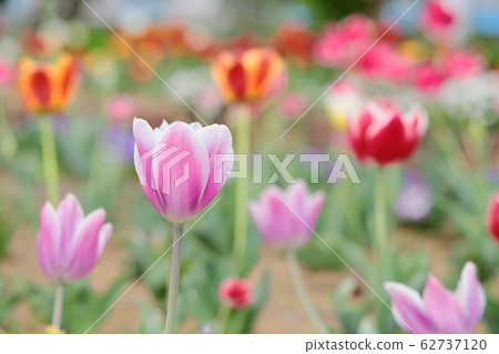 Tulip Tulip 62737120