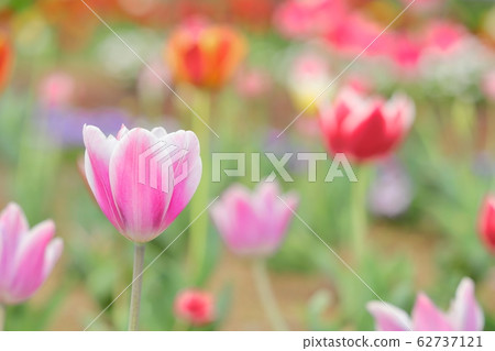 Tulip 62737121