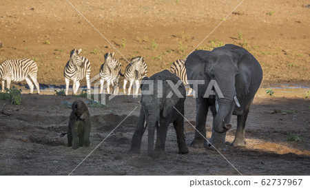 African bush elephant in Kruger National park, 62737967