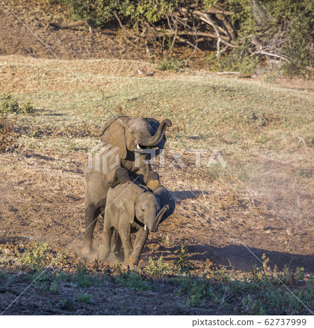 African bush elephant in Kruger National park, 62737999