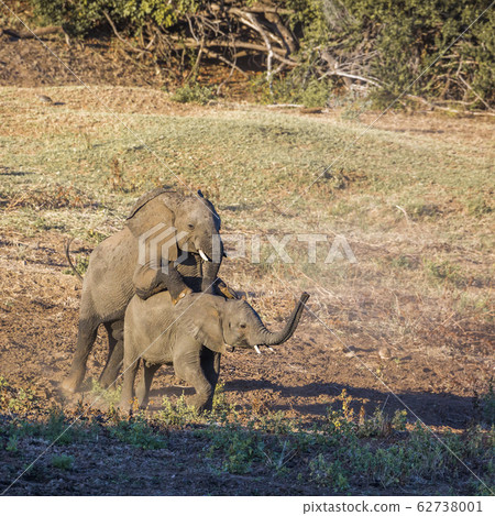 African bush elephant in Kruger National park, African bush elephant in Kruger National park, 62738001