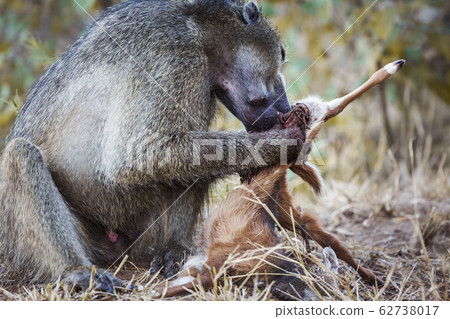 Chacma baboon in Kruger National park, South Chacma baboon in Kruger National park, South 62738017
