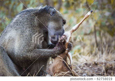 Chacma baboon in Kruger National park, South Chacma baboon in Kruger National park, South 62738019