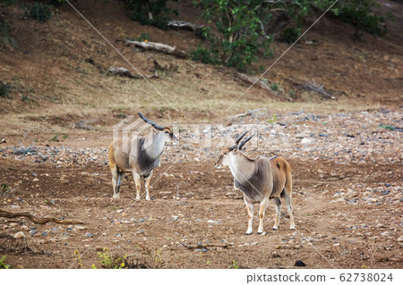 Common eland in Kruger National park, South Africa Common eland in Kruger National park, South Africa 62738024
