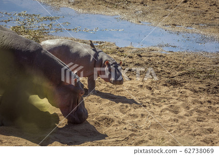 Hippopotamus in Kruger National park, South Africa Hippopotamus in Kruger National park, South Africa 62738069