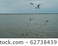 A seagull soars in the air above the sea 62738439