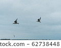 A seagull soars in the air above the sea 62738448