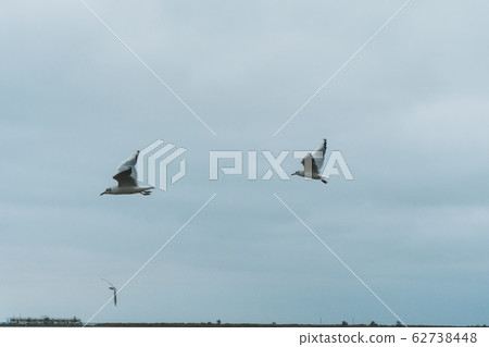 A seagull soars in the air above the sea A seagull soars in the air above the sea 62738448