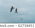A seagull soars in the air above the sea 62738451