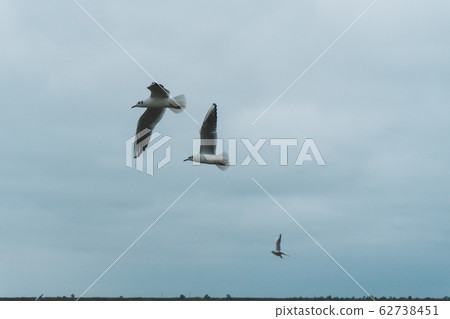 A seagull soars in the air above the sea A seagull soars in the air above the sea 62738451