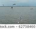 A seagull soars in the air above the sea 62738460