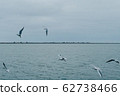 A seagull soars in the air above the sea 62738466