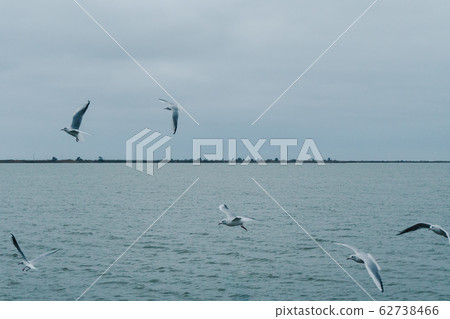 A seagull soars in the air above the sea A seagull soars in the air above the sea 62738466