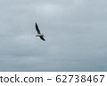 A seagull soars in the air above the sea 62738467