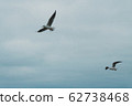 A seagull soars in the air above the sea 62738468
