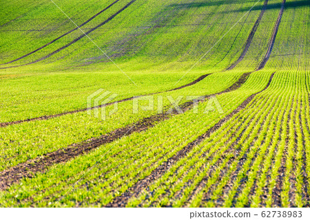 Green wheat rows and waves of the agricultural fields Green wheat rows and waves of the agricultural fields 62738983