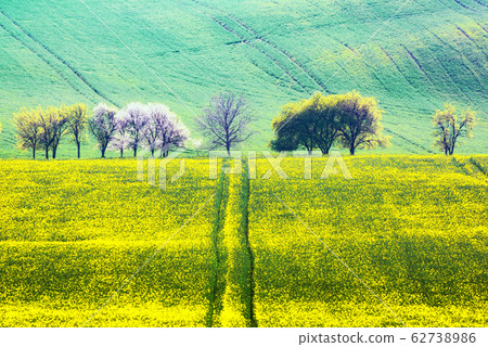 Picturesque rural landscape with green field and tree Picturesque rural landscape with green field and tree 62738986