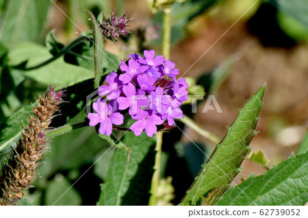 紫色的shukukonverbena盛開在三鷹中原(Sukune verbena) 紫色的shukukonverbena盛開在三鷹中原(Sukune verbena) 62739052