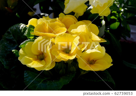 盛開在三鷹中原朱利安的黃色報春花 62739053