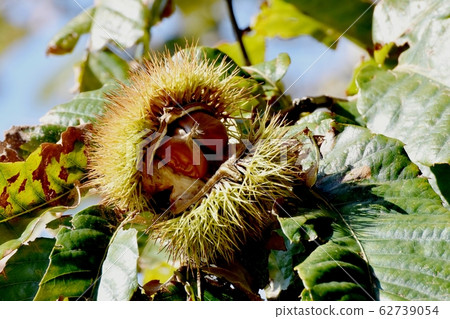 Chestnut fruit to become Mitaka Nakahara 62739054