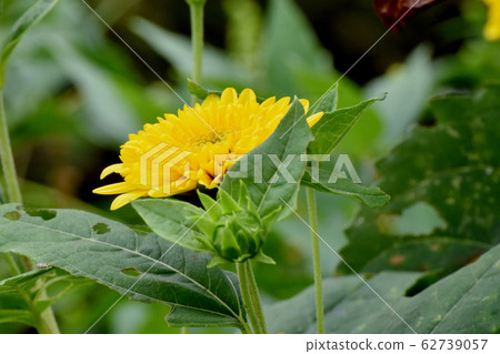 開花在三鷹中原的黃色母雞向日葵(Kikumomodoki) 開花在三鷹中原的黃色母雞向日葵(Kikumomodoki) 62739057
