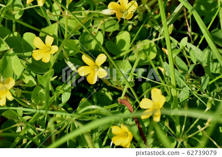 開花在三鷹中原的黃色Kabaki花 開花在三鷹中原的黃色Kabaki花 62739079