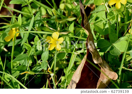 開花在三鷹中原的黃色Kabaki花 62739139