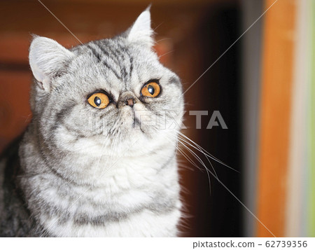 椅子上的異國短毛貓糖果 62739356