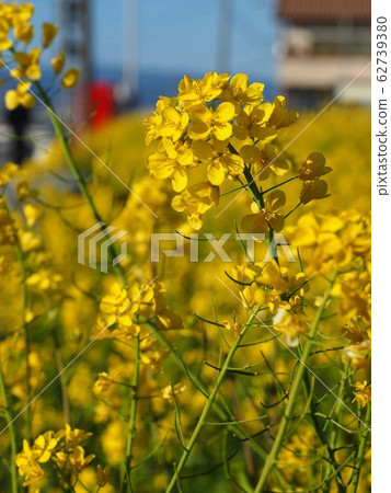 路邊油菜田 路邊油菜田 62739380