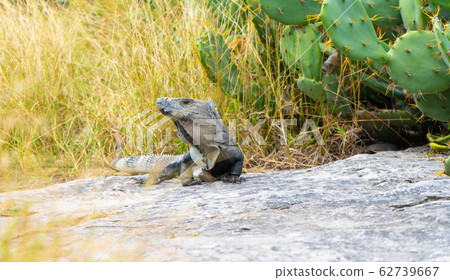 Iguana in ancient mayan site Tulum. Animal photo in nature. Wallpaper, travel, wildlife image. Mexico. Yucatan Iguana in ancient mayan site Tulum. Animal photo in nature. Wallpaper, travel, wildlife image. Mexico. Yucatan 62739667