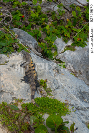 Iguana in ancient mayan site Tulum. Animal photo in nature. Wallpaper, travel, wildlife image. Mexico. Yucatan. 62739670
