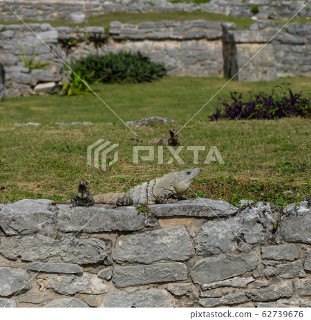 Iguana in ancient mayan site Tulum. Animal photo in nature. Wallpaper, travel, wildlife image. Mexico. Yucatan.  62739676