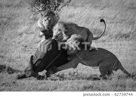 Mono three male lions take down buffalo 62739744