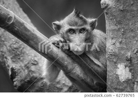 Mono long-tailed macaque leaning head on paws 62739765