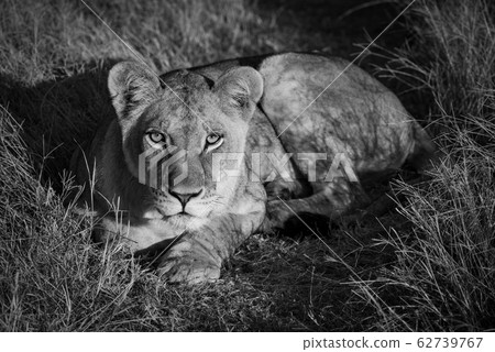 Mono lion in golden light facing camera Mono lion in golden light facing camera 62739767