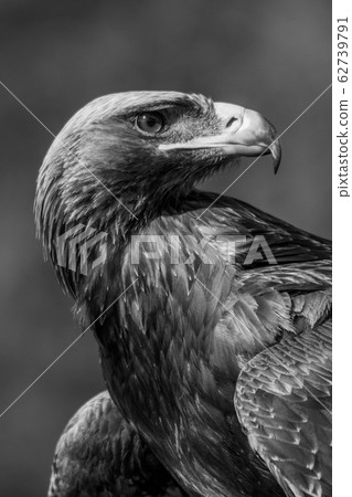 Mono close-up of golden eagle looking back 62739791