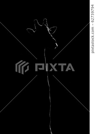 Mono close-up of giraffe against black background 62739794