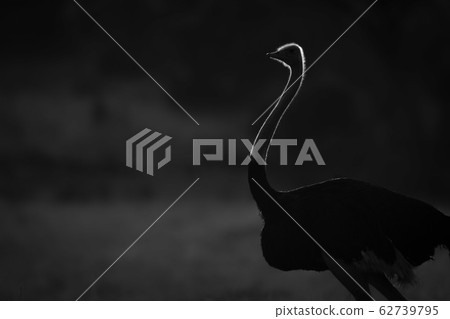 Mono close-up of backlit ostrich at dawn 62739795