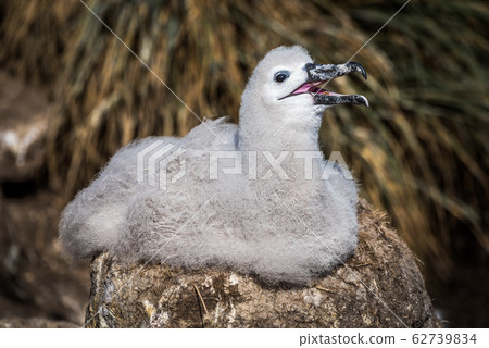 Black-browed albatross chick calling mother from 62739834