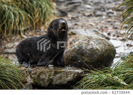 Antarctic fur seal in snow on rocks Antarctic fur seal in snow on rocks 62739844