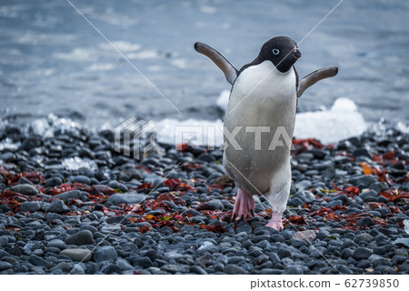 Adelie penguin running up shingle from sea Adelie penguin running up shingle from sea 62739850
