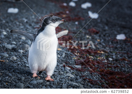 Adelie penguin chick running along shingle beach Adelie penguin chick running along shingle beach 62739852
